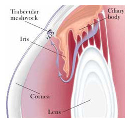 glaucoma meshwork diagram